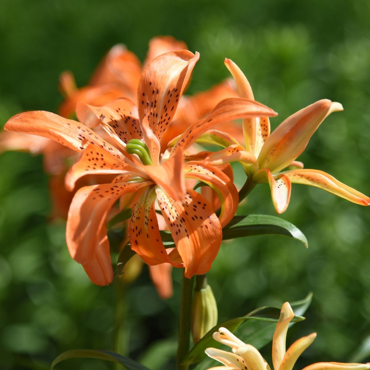 Double Asiatic Lily- Must See